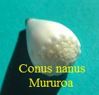 Conus nanus, Sowerby 1833 mururoa